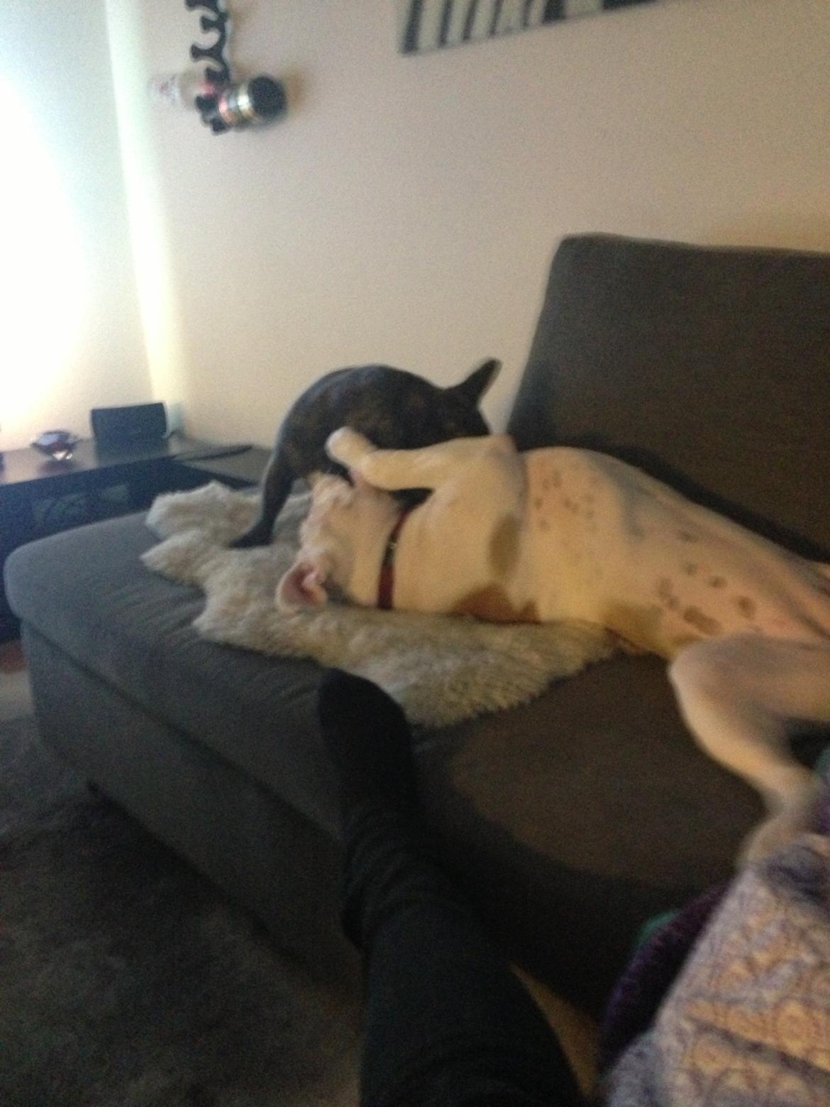 Olde english bulldogge Brydes Bella (Alma) billede 13