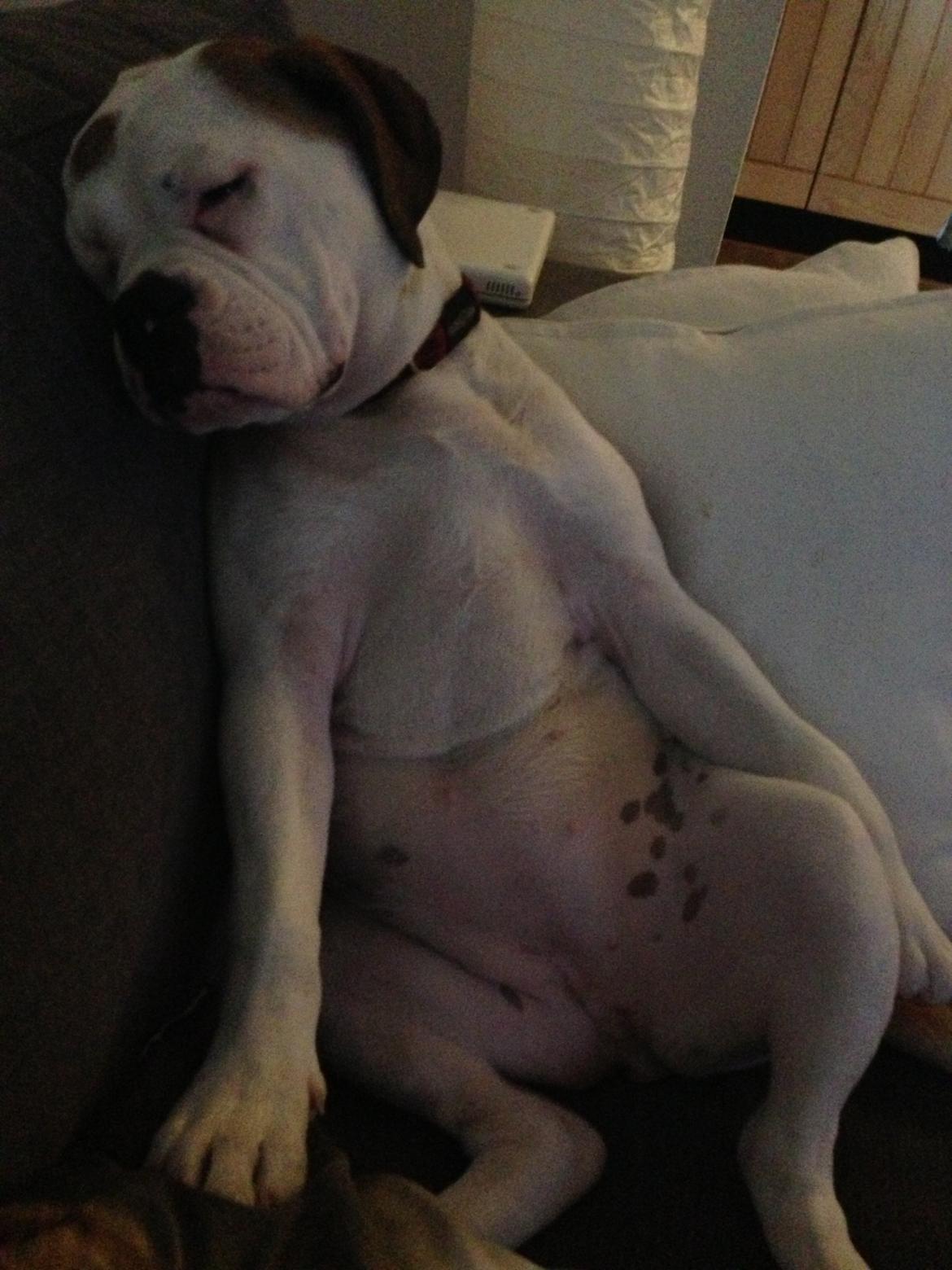 Olde english bulldogge Brydes Bella (Alma) billede 14