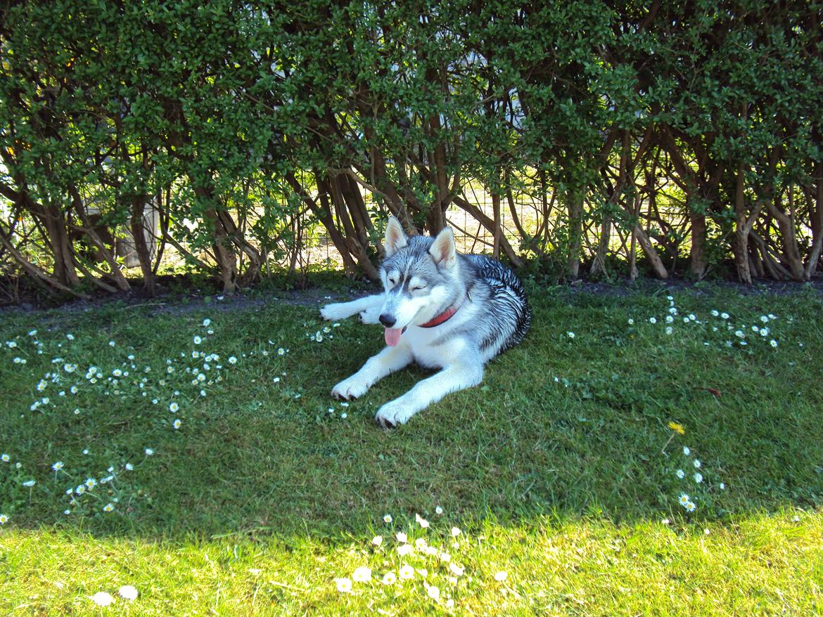Siberian husky Aslan billede 19