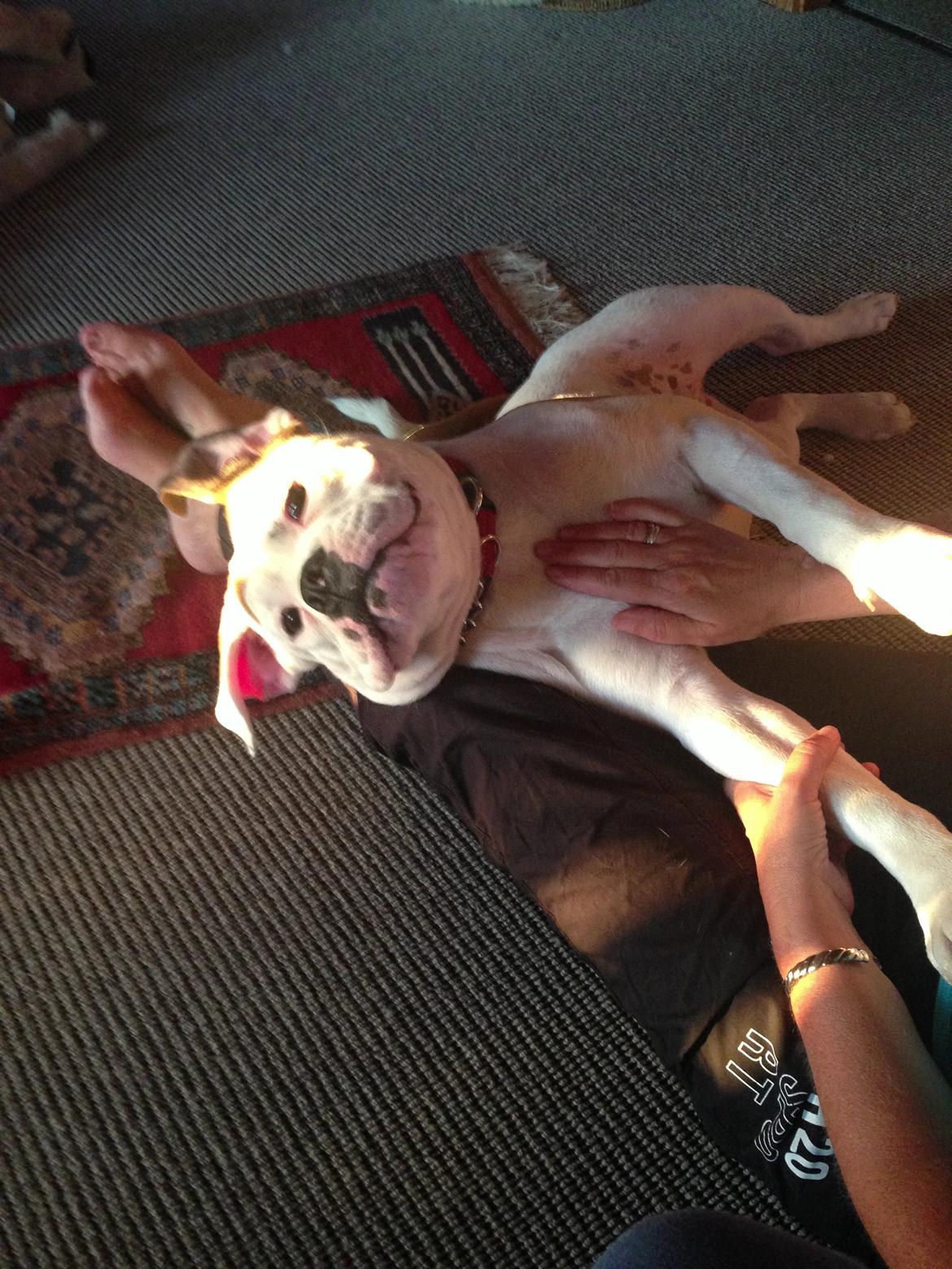 Olde english bulldogge Brydes Bella (Alma) billede 15