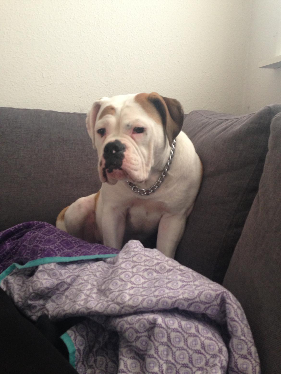 Olde english bulldogge Brydes Bella (Alma) billede 16