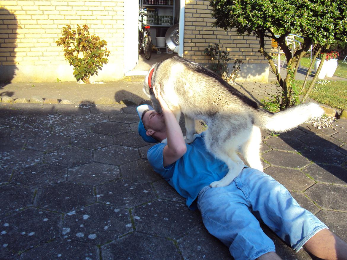 Siberian husky Aslan billede 20