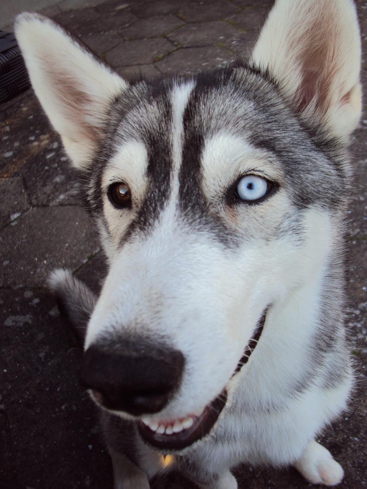 Siberian husky Aslan billede 21