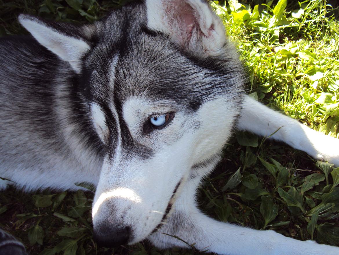 Siberian husky Aslan billede 22