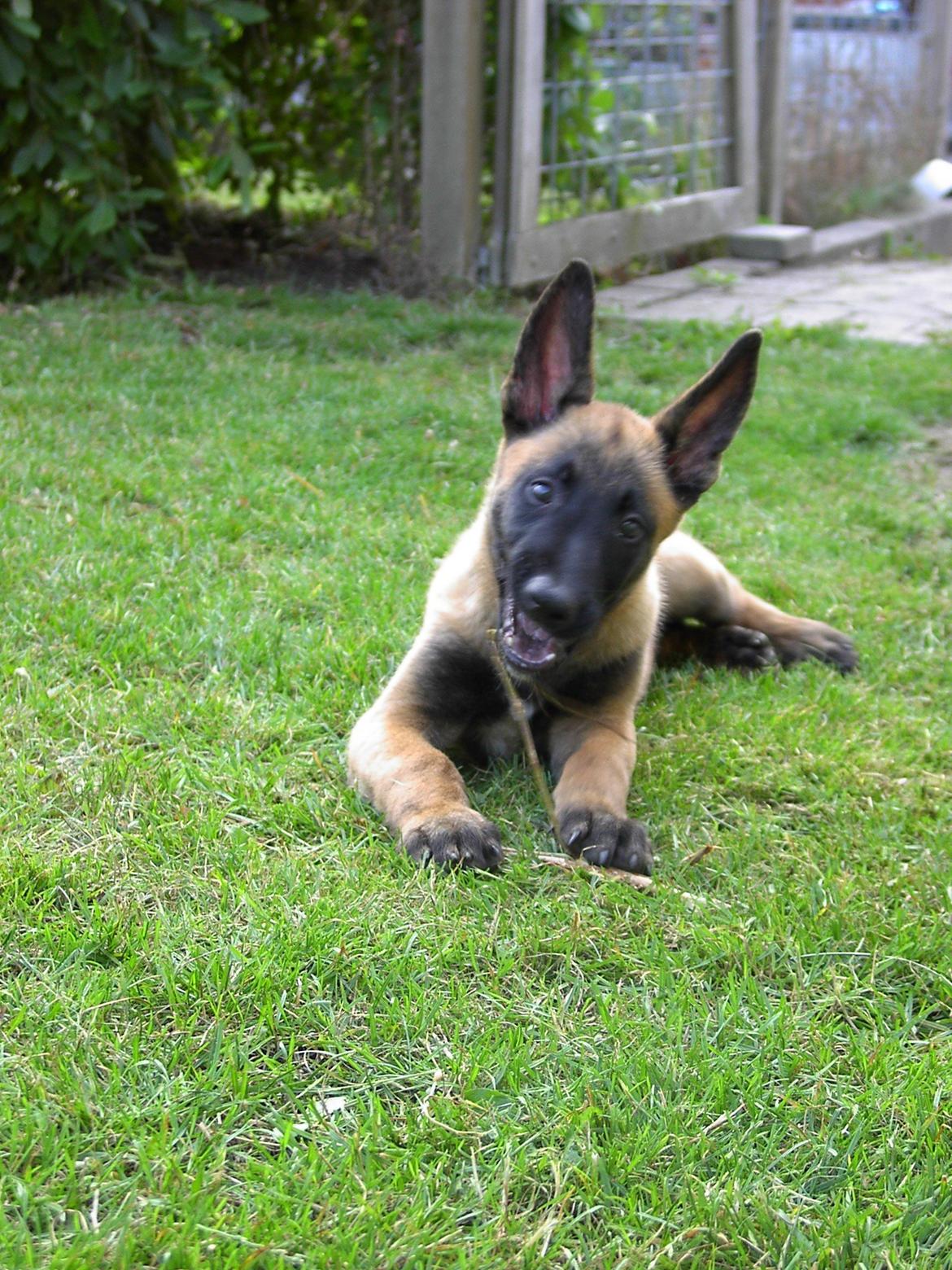 Malinois QuBik billede 1