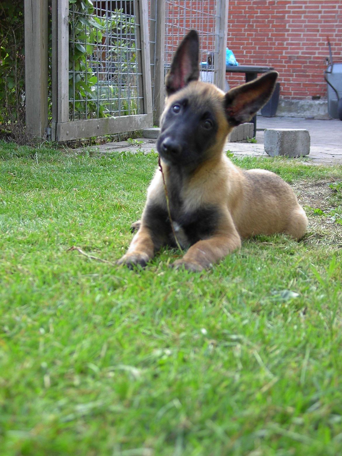 Malinois QuBik billede 2