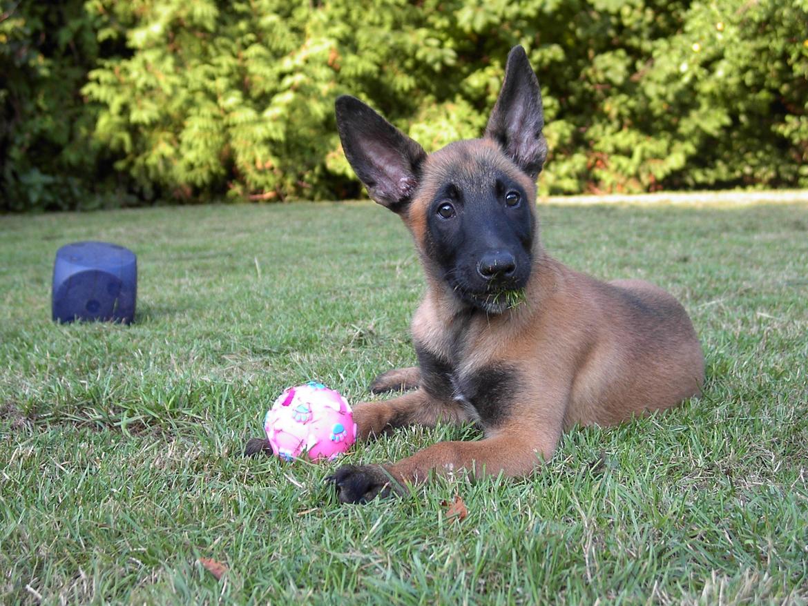 Malinois QuBik billede 3