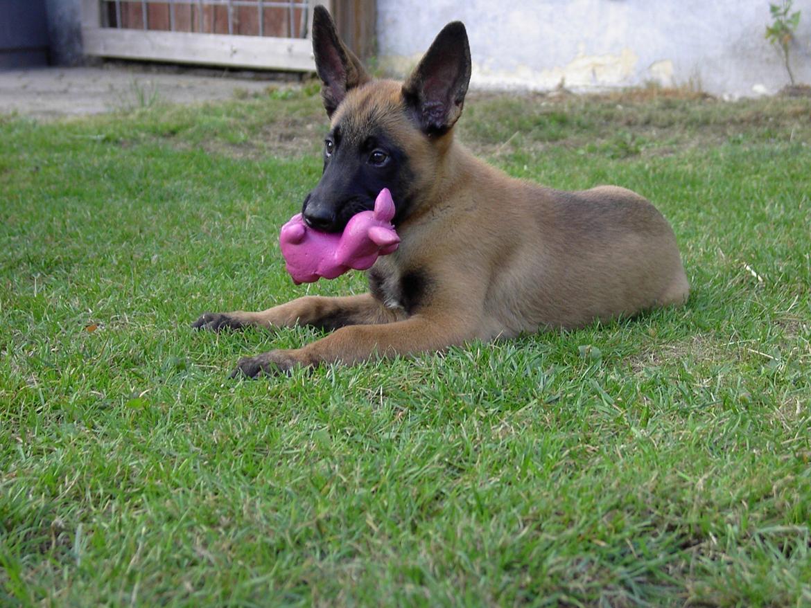 Malinois QuBik billede 4