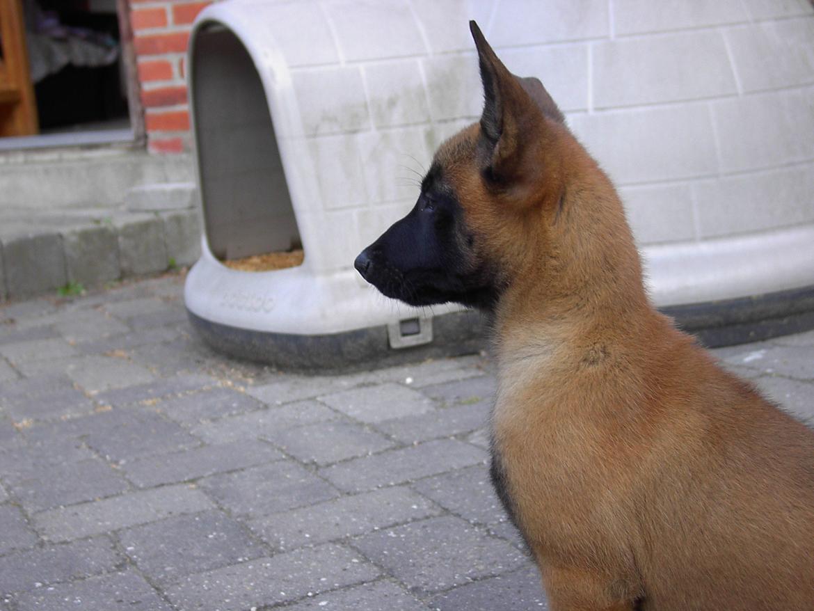 Malinois QuBik billede 5