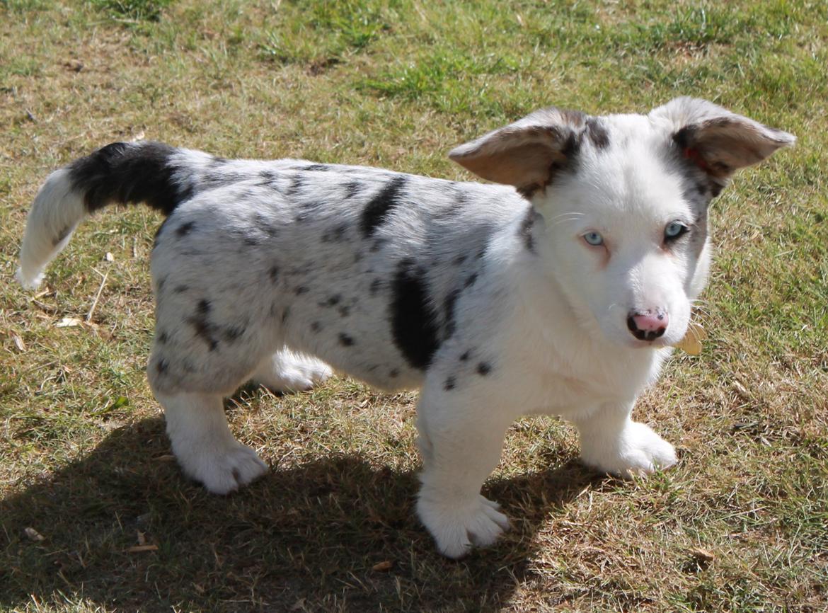 Welsh corgi cardigan Balder - 10 uger gammel, lige flyttet ud i en ny stor have og ser så fræk ud med sine halv strittende øre :D billede 3