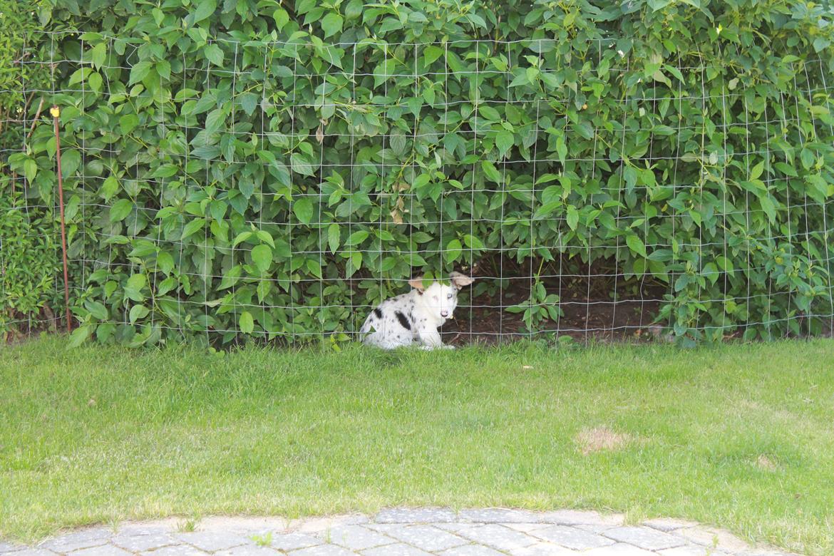 Welsh corgi cardigan Balder - Lige sat hundehegn op og Balder var allerede udenfor hegnet :P billede 11