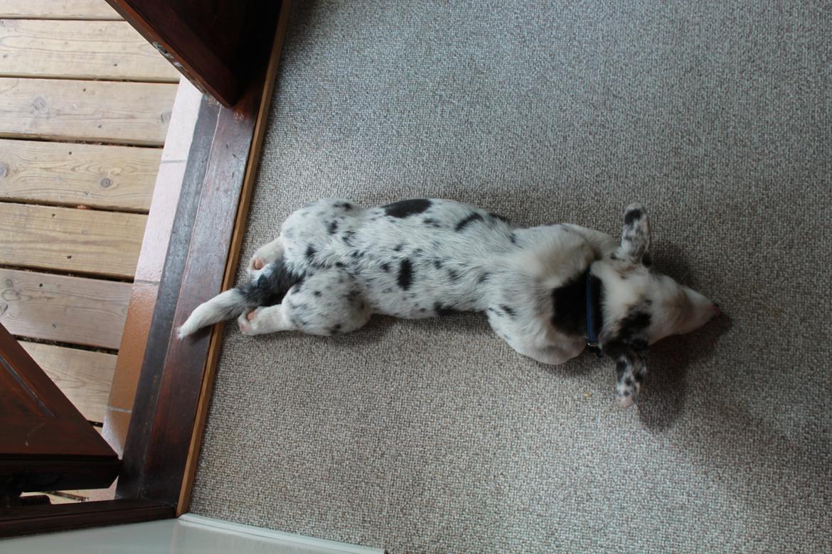 Welsh corgi cardigan Balder billede 12