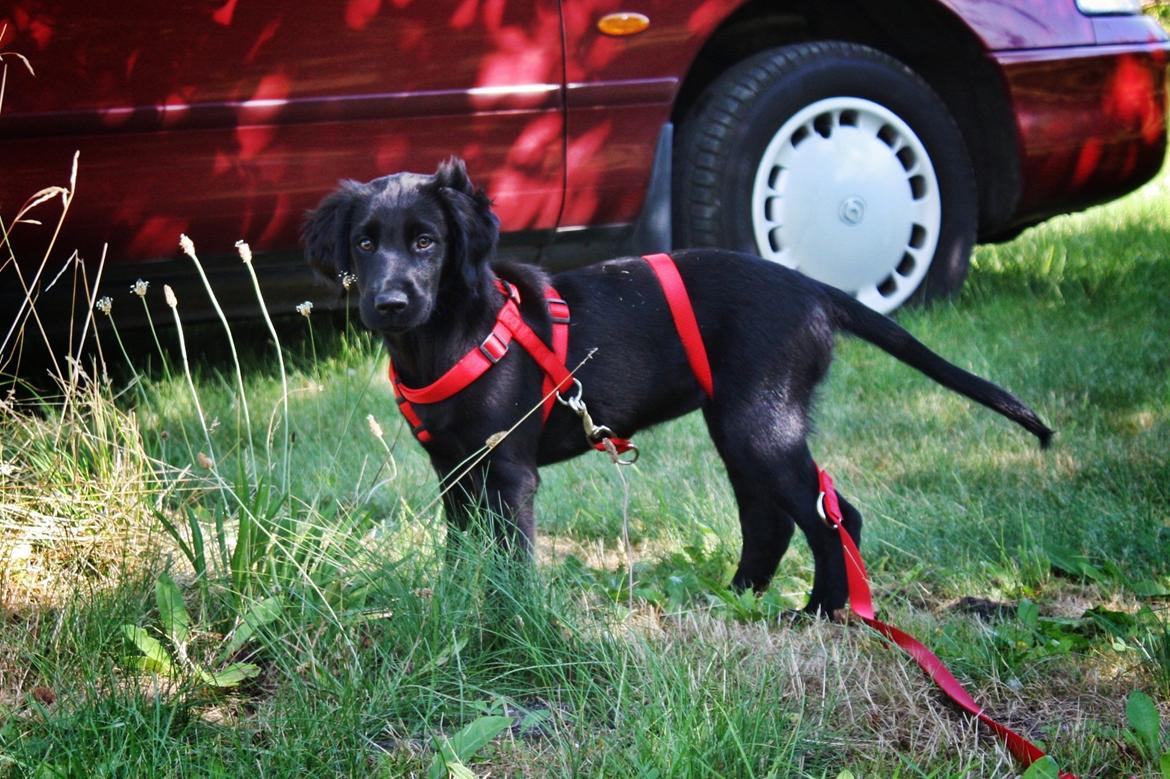 Blanding af racer Sia - 12 uger billede 26