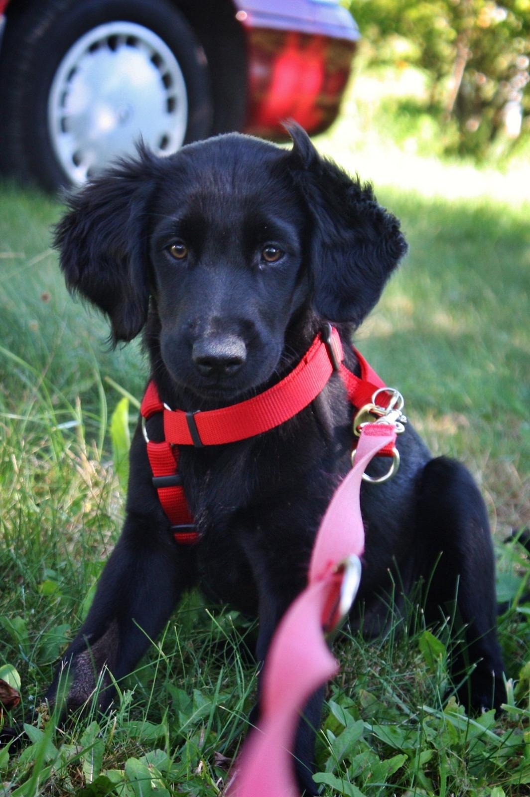 Blanding af racer Sia - 12 uger billede 27