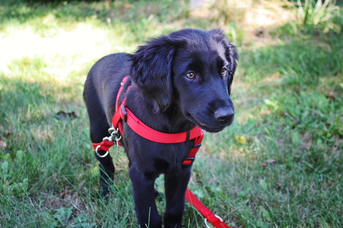 Blanding af racer Sia - 12 uger billede 8