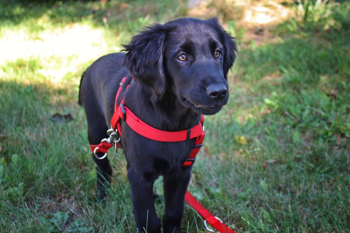 Blanding af racer Sia - 12 uger billede 28