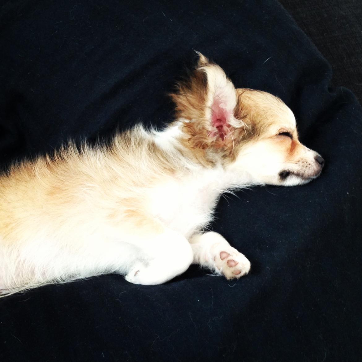 Chihuahua Milo [RIP] billede 19