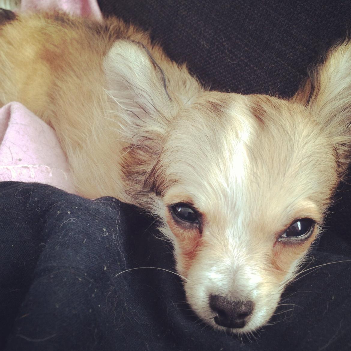 Chihuahua Milo [RIP] billede 20