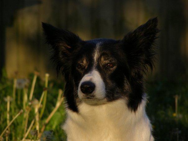 Border collie Meticas Bliss - dejlige bliss <3 billede 1