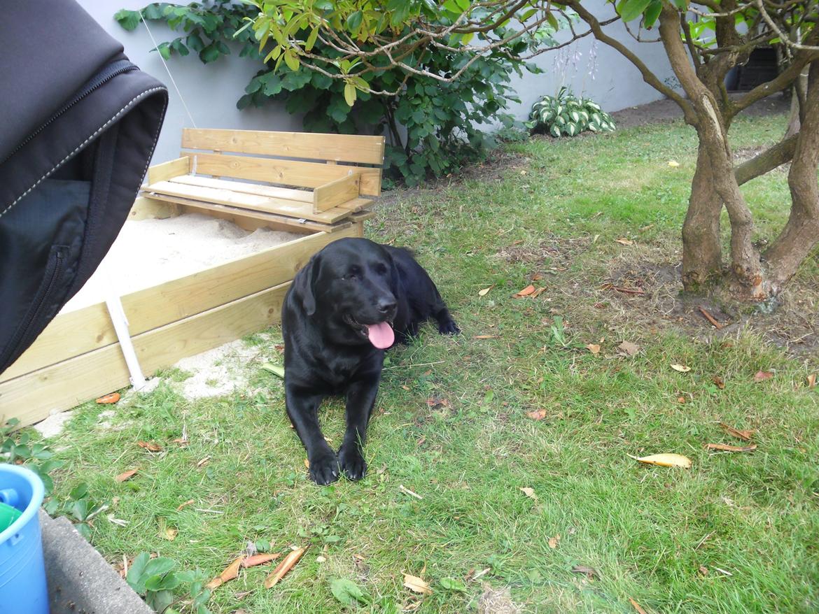 Labrador retriever Sandy. - Sandy i min have taget i 2013 billede 19