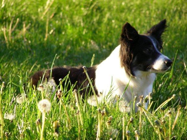 Border collie Meticas Bliss - babyyy <3
 billede 2