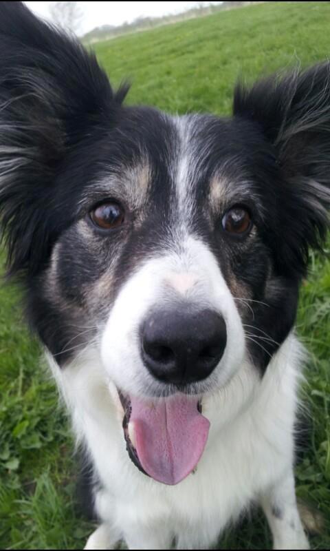 Border collie Meticas Bliss - haha!!  billede 3