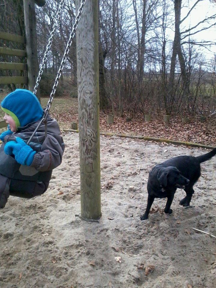 Labrador retriever Sandy. - Sandy og vores søn. taget i 2013 billede 20