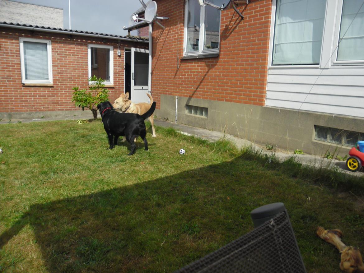 Labrador retriever Stacey, - Stacey og hendes legekammerat 2013 billede 12