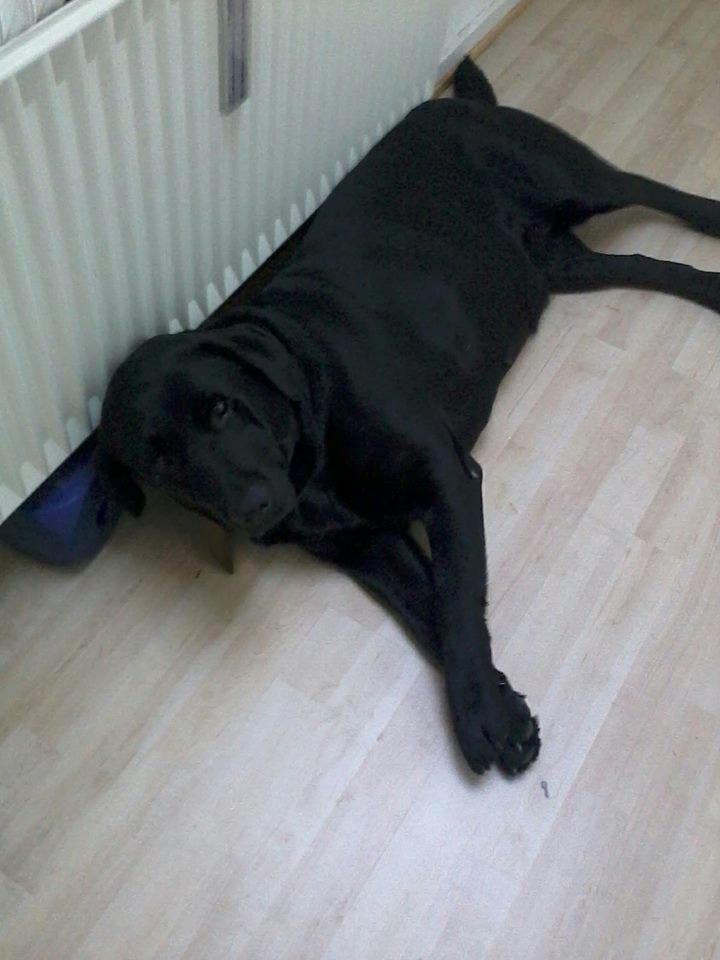 Labrador retriever Stacey, - Stacey slapper af 2013 billede 13