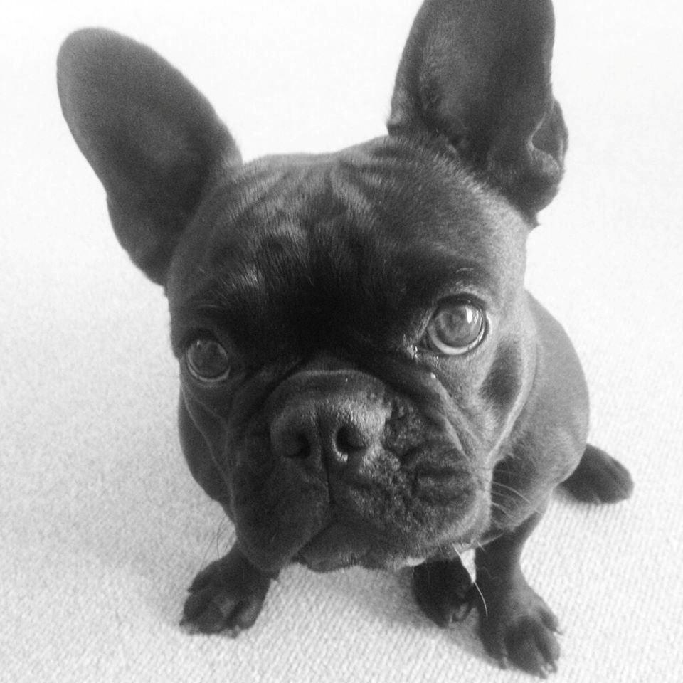 Fransk bulldog Knakkers Ditte - Lækker bandit  billede 16