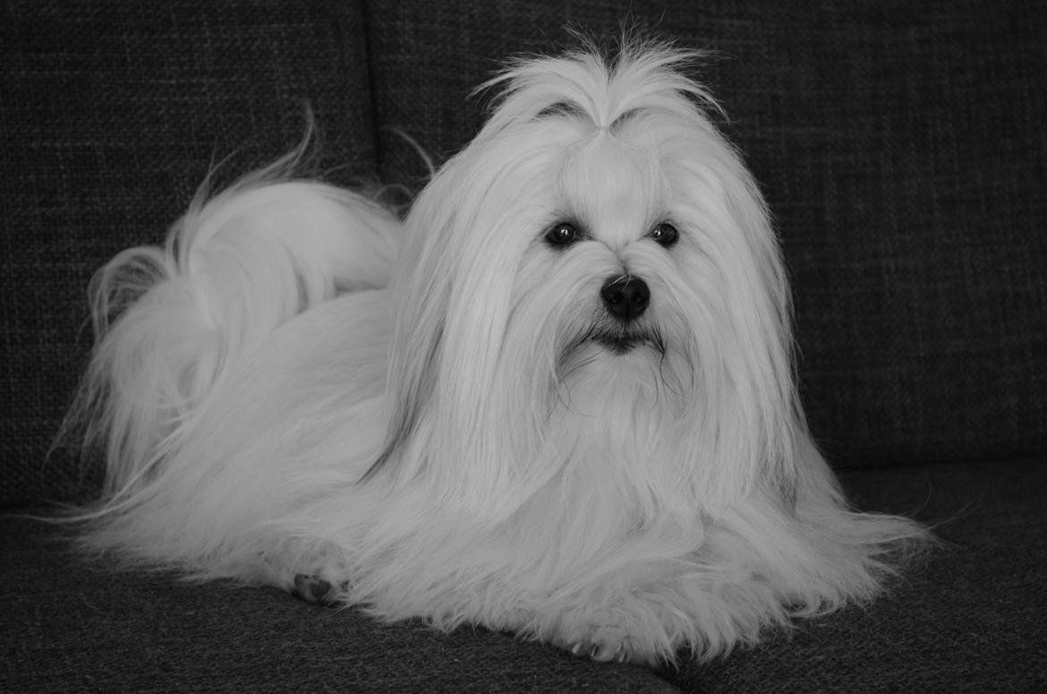 Coton de tulear Daisy - NYT! billede 13