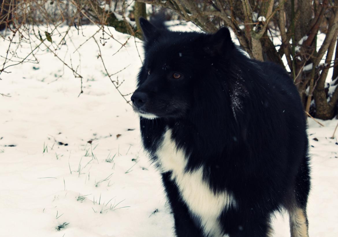 Islandsk fårehund Pil billede 2
