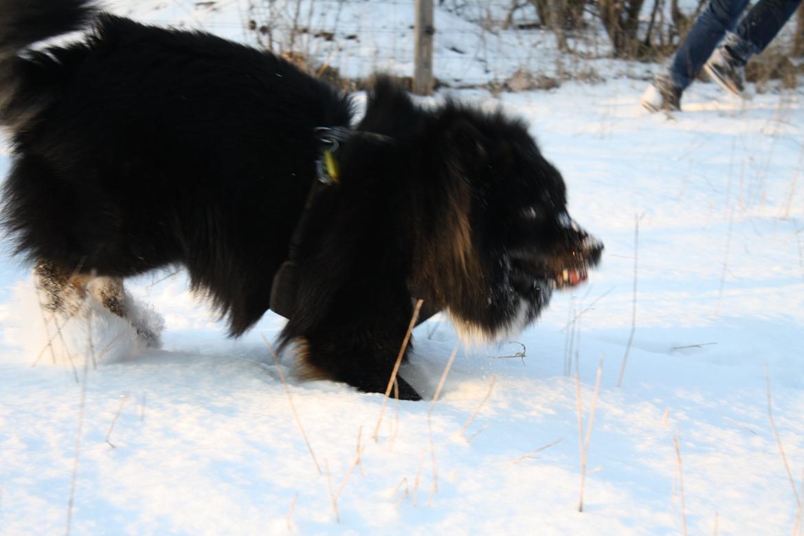 Islandsk fårehund Pil billede 8