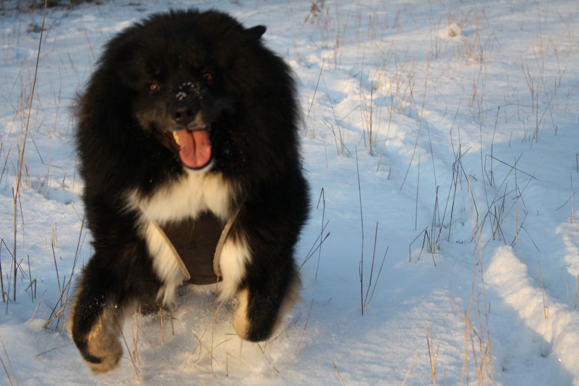 Islandsk fårehund Pil billede 9