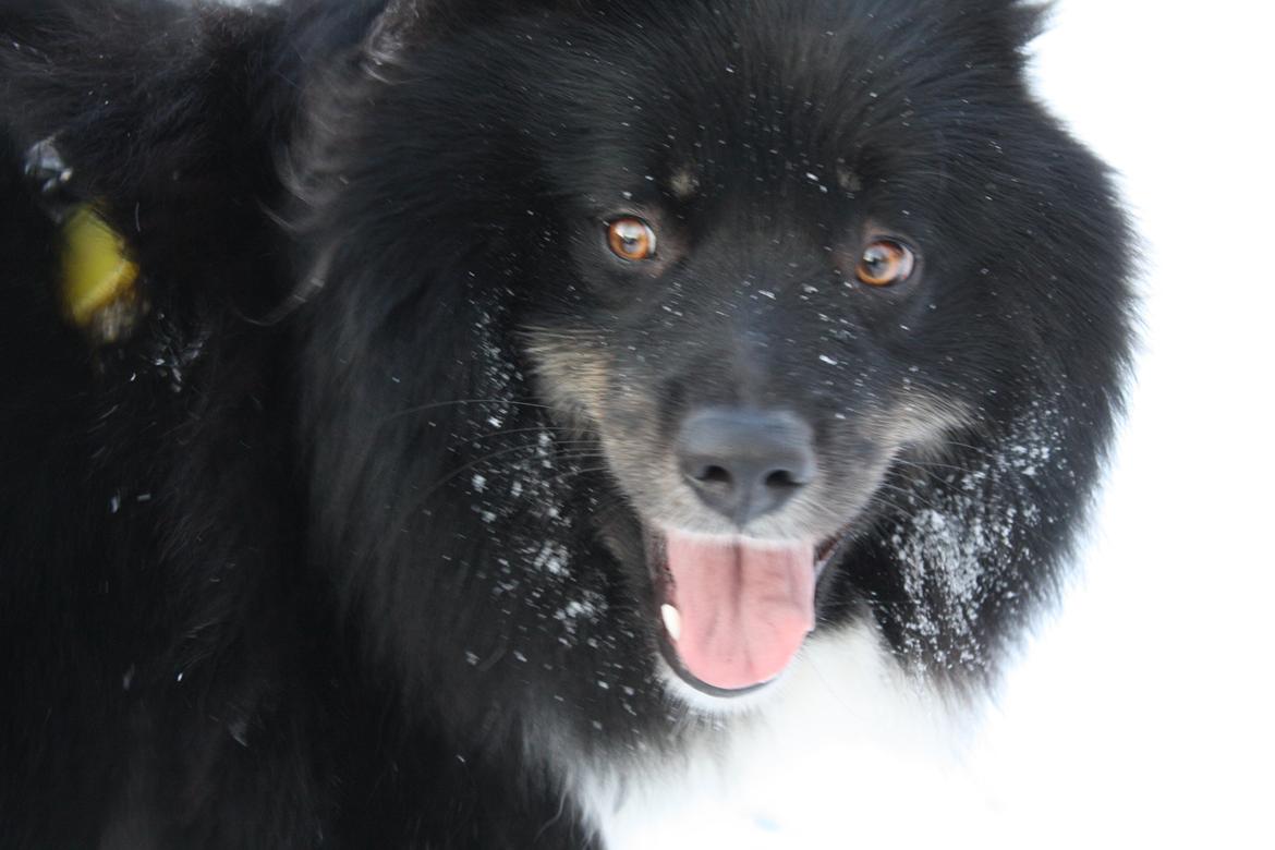 Islandsk fårehund Pil billede 10