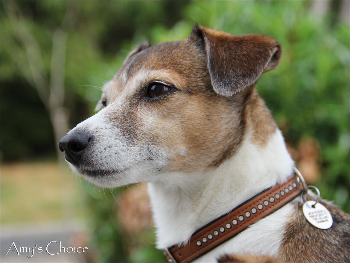 Jack russell terrier Amy billede 3