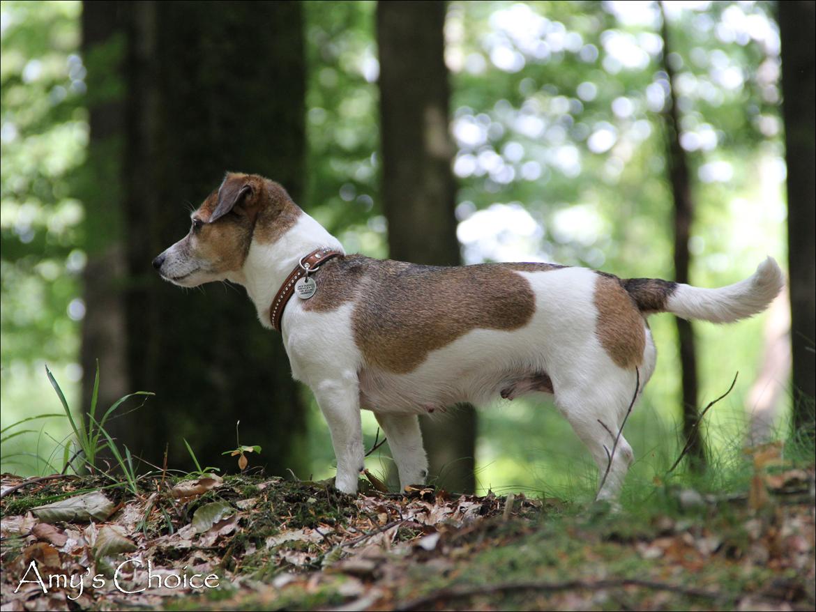 Jack russell terrier Amy billede 4