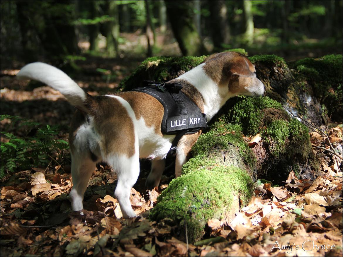 Jack russell terrier Amy billede 24