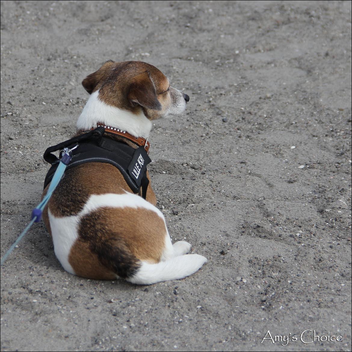 Jack russell terrier Amy billede 25