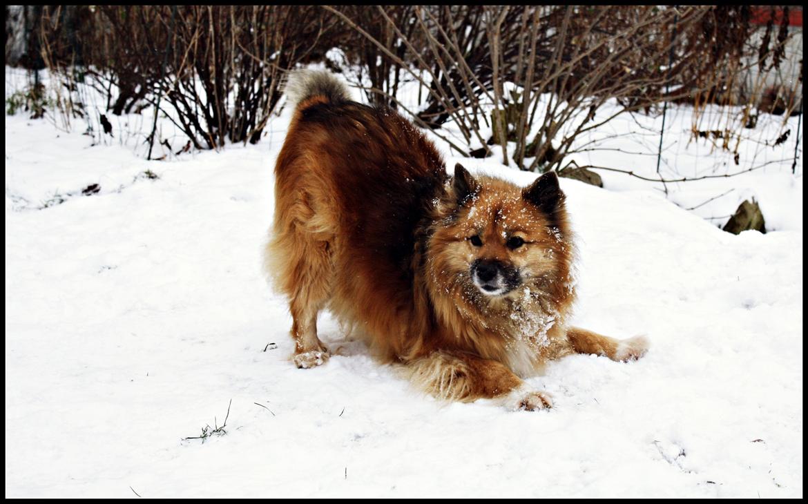 Islandsk fårehund Godrumgaards Hekla billede 11