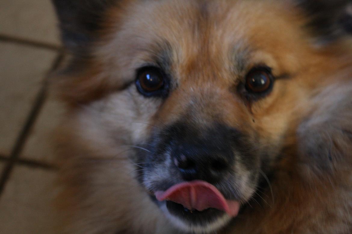 Islandsk fårehund Godrumgaards Hekla billede 12