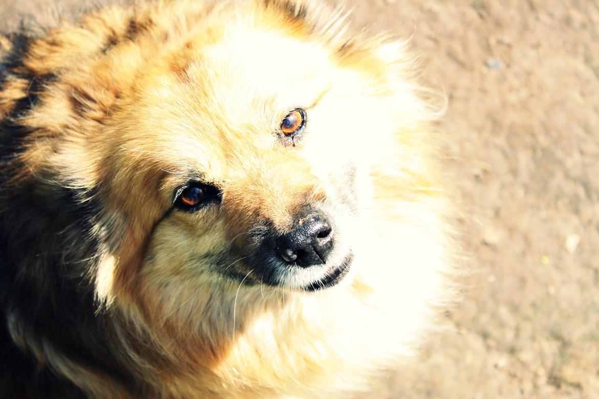 Islandsk fårehund Godrumgaards Hekla billede 13
