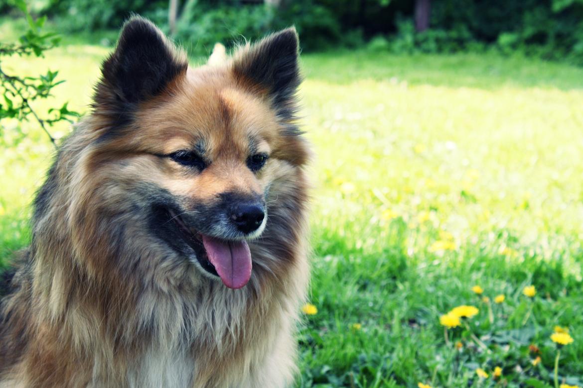 Islandsk fårehund Godrumgaards Hekla billede 1