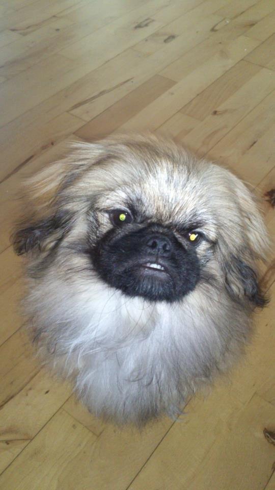 Pekingeser Sigurd - Nok ser han ser ud, men han logre nu med halen :D billede 5