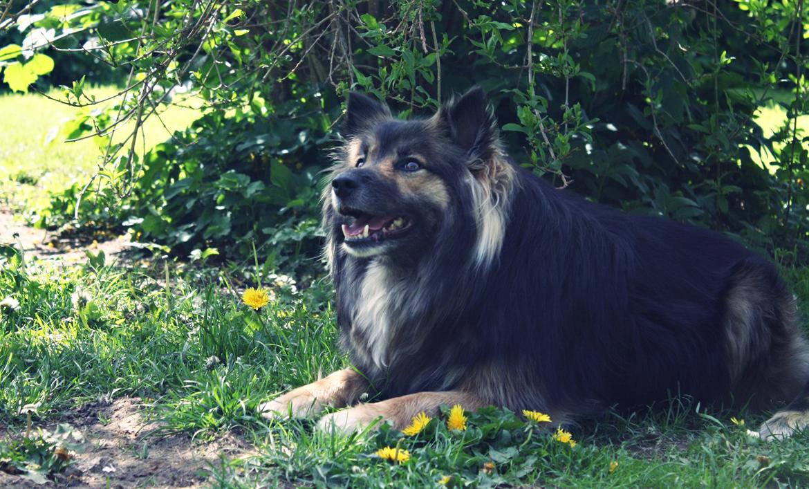 Islandsk fårehund Godrumgaards Skessa billede 2
