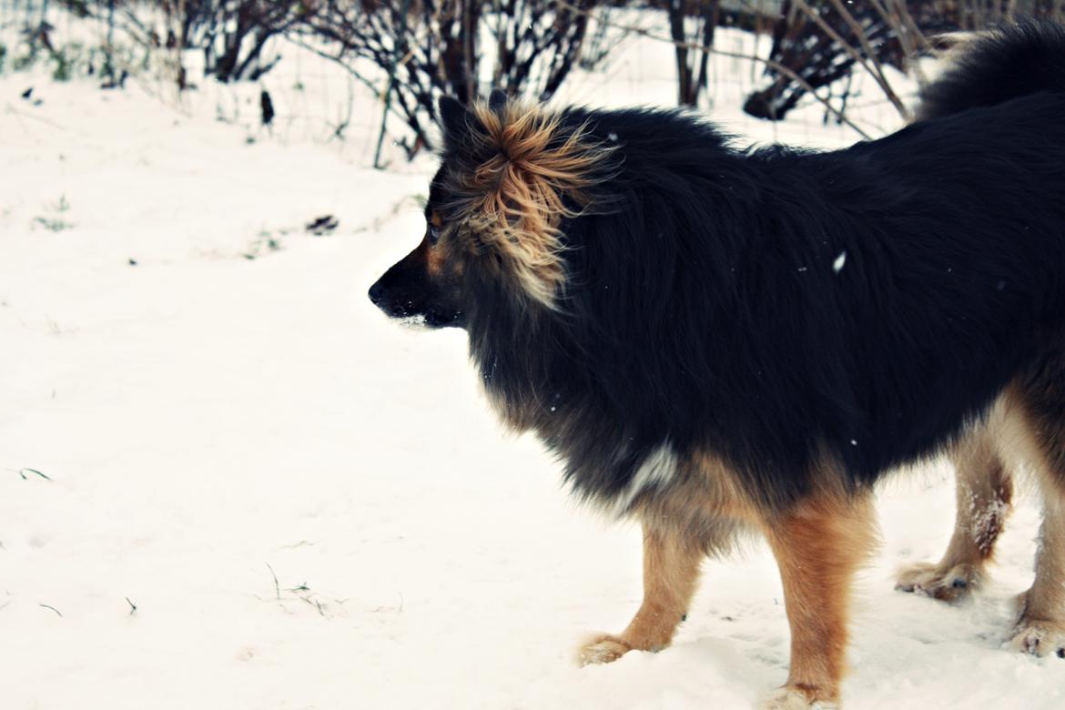 Islandsk fårehund Godrumgaards Skessa billede 1