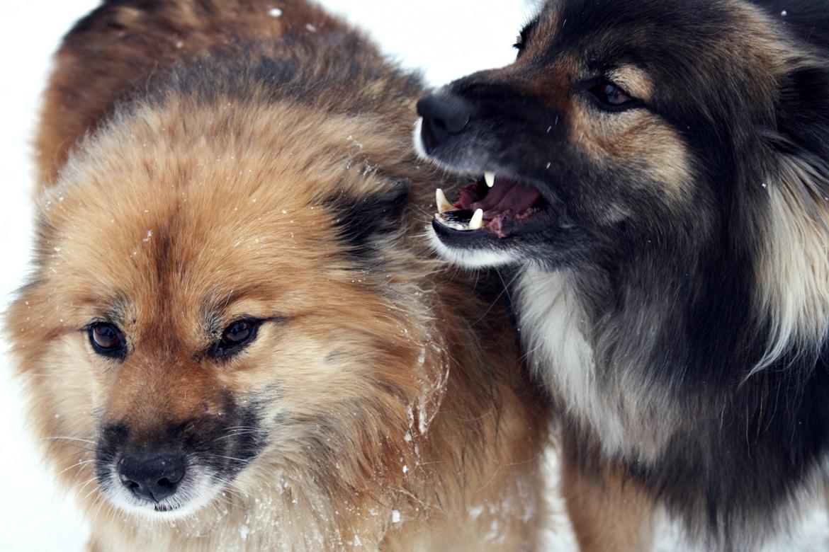 Islandsk fårehund Godrumgaards Skessa billede 13