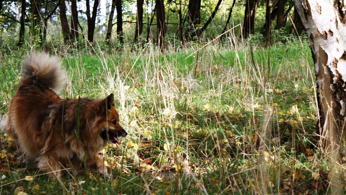 Islandsk fårehund Godrumgaards Hekla billede 14