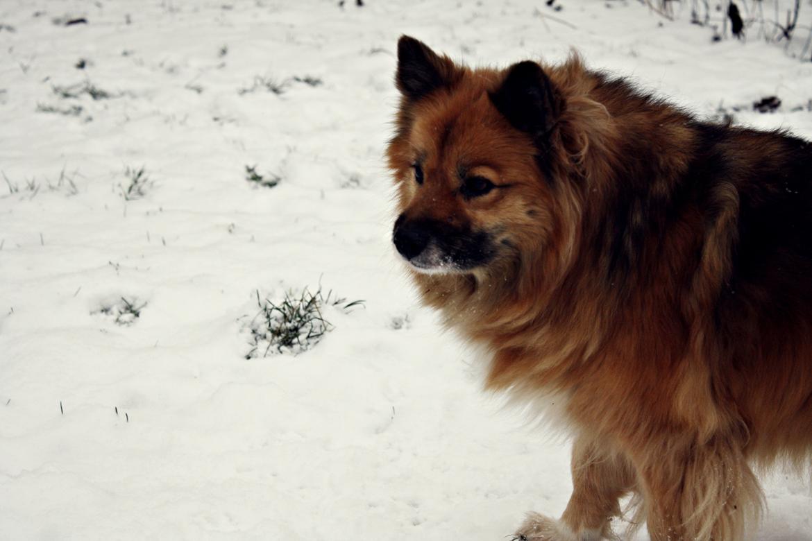 Islandsk fårehund Godrumgaards Hekla billede 16