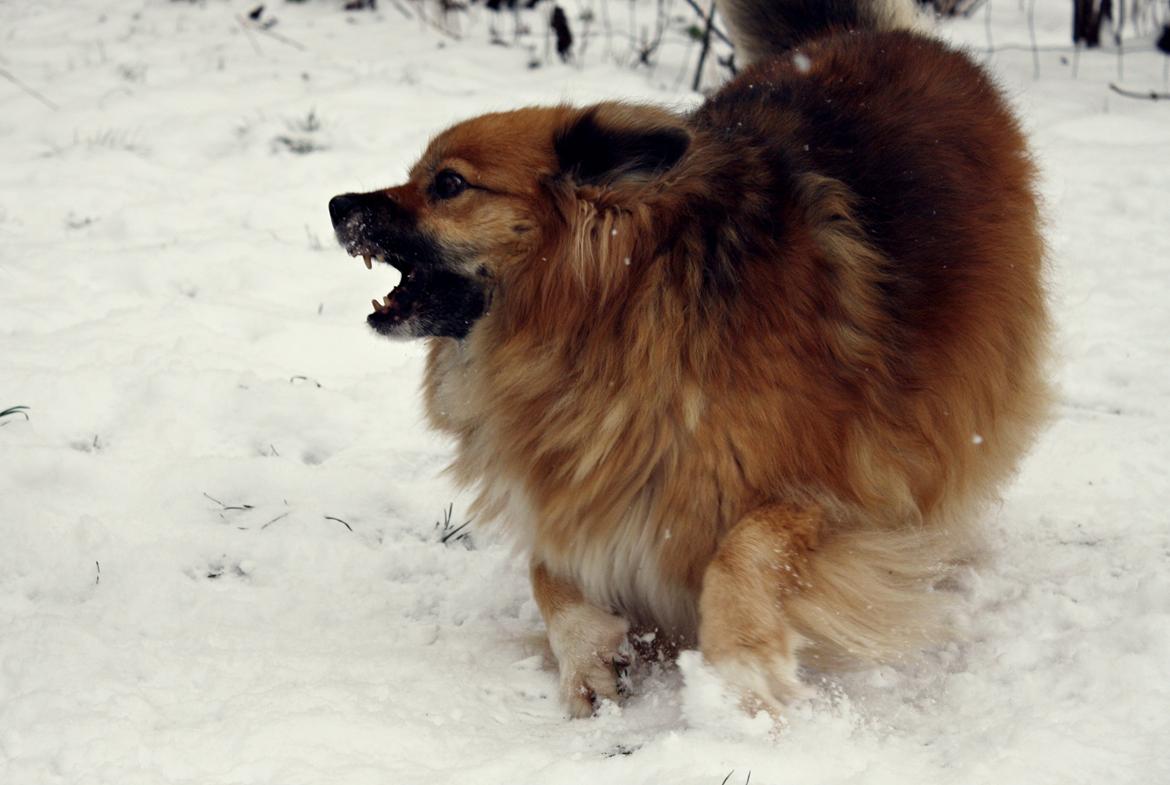 Islandsk fårehund Godrumgaards Hekla billede 17
